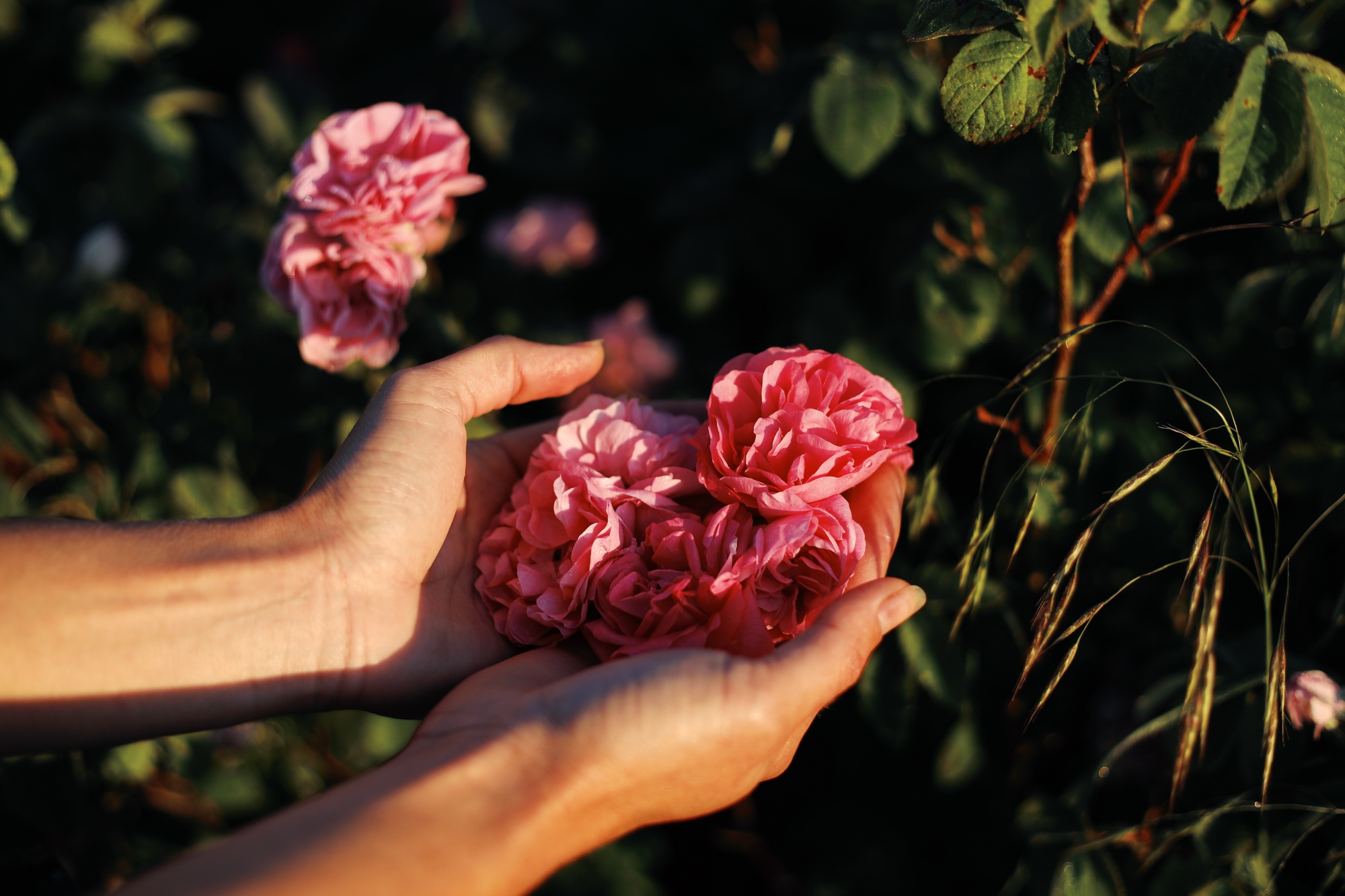 Hands ad pink roses